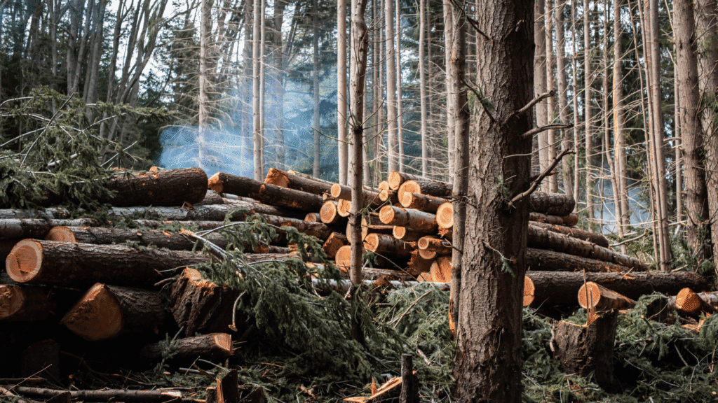 sito di produzione non conforme alla normativa EUDR per la supply chain